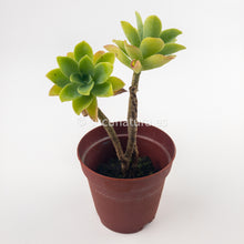 Cargar imagen en el visor de la galería, Sedum Palmeri - ø 5.5 cm - Sucunatura. Plantas crassulas como echeveria, kalanchoe, sedum, sempervivum, graptoveria y aeonium.
