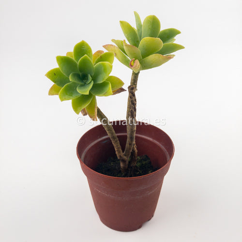 Sedum Palmeri - ø 5.5 cm - Sucunatura. Plantas crassulas como echeveria, kalanchoe, sedum, sempervivum, graptoveria y aeonium.