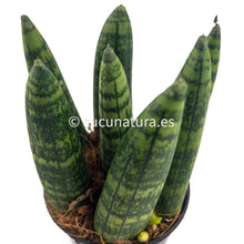 Load image into Gallery viewer, Sansevieria cylindrica ø Lanza Africana - ø 7 cm - Sucunatura. Plantas crassulas como echeveria, kalanchoe, sedum, sempervivum, graptoveria y aeonium.
