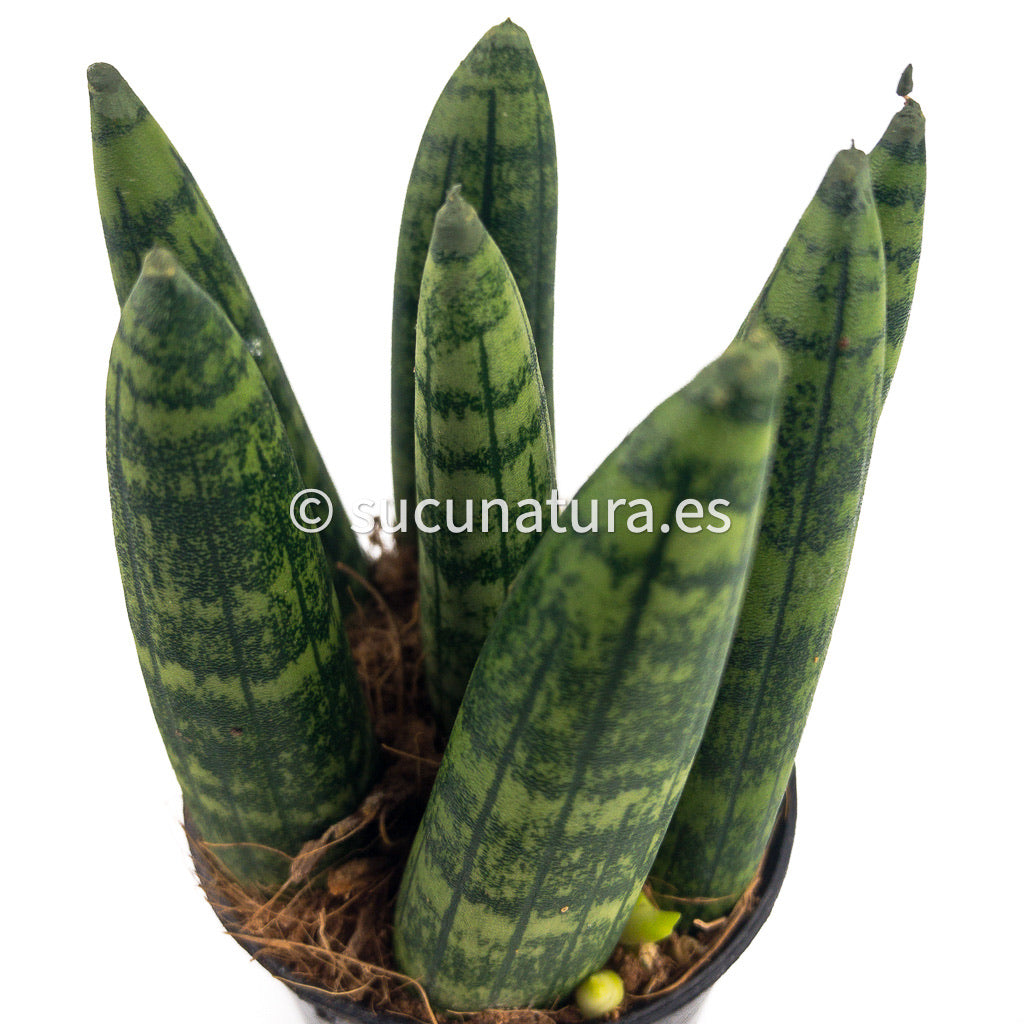 Sansevieria cylindrica ø Lanza Africana - ø 7 cm - Sucunatura. Plantas crassulas como echeveria, kalanchoe, sedum, sempervivum, graptoveria y aeonium.