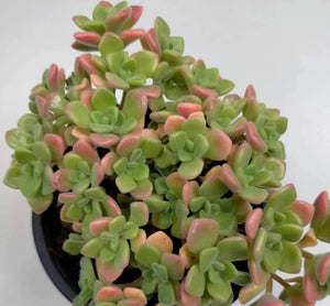 Aeonium Lindleyi - ø 10.5 cm - Sucunatura. Plantas crassulas como echeveria, kalanchoe, sedum, sempervivum, graptoveria y aeonium.