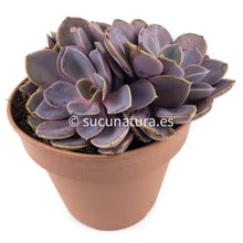 Cargar imagen en el visor de la galería, Echeveria Perle Von form bouquet- ø 14 cm - Sucunatura. Plantas crassulas como echeveria, kalanchoe, sedum, sempervivum, graptoveria y aeonium.
