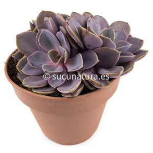 Echeveria Perle Von form bouquet- ø 14 cm - Sucunatura. Plantas crassulas como echeveria, kalanchoe, sedum, sempervivum, graptoveria y aeonium.