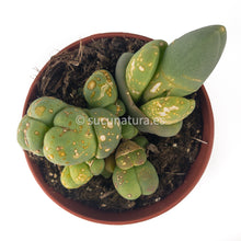 Load image into Gallery viewer, Dinteranthus SP - ø 8.5 cm - Sucunatura. Plantas crassulas como echeveria, kalanchoe, sedum, sempervivum, graptoveria y aeonium.
