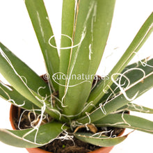 Cargar imagen en el visor de la galería, Agave Filifera - ø 8.5 cm - Sucunatura. Plantas crassulas como echeveria, kalanchoe, sedum, sempervivum, graptoveria y aeonium.
