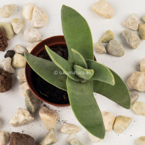 Crassula falcata (aleta de tiburón) - ø 5.5 cm - Sucunatura. Plantas crassulas como echeveria, kalanchoe, sedum, sempervivum, graptoveria y aeonium.