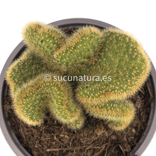 Cargar imagen en el visor de la galería, Mammillaria elongata cristata (Cactus Cerebro) - ø 13 cm - Sucunatura. Plantas crassulas como echeveria, kalanchoe, sedum, sempervivum, graptoveria y aeonium.
