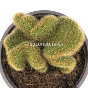 Mammillaria elongata cristata (Cactus Cerebro) - ø 13 cm - Sucunatura. Plantas crassulas como echeveria, kalanchoe, sedum, sempervivum, graptoveria y aeonium.