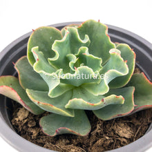 Load image into Gallery viewer, Echeveria Dorothy - ø 12 cm - Sucunatura. Plantas crassulas como echeveria, kalanchoe, sedum, sempervivum, graptoveria y aeonium.
