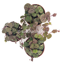 Cargar imagen en el visor de la galería, Ceropegia woodii (collar de corazones) ø 6 cm - Sucunatura. Plantas crassulas como echeveria, kalanchoe, sedum, sempervivum, graptoveria y aeonium.
