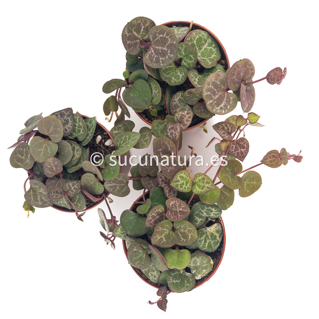 Ceropegia woodii (collar de corazones) ø 6 cm - Sucunatura. Plantas crassulas como echeveria, kalanchoe, sedum, sempervivum, graptoveria y aeonium.