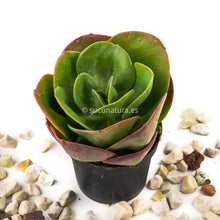 Load image into Gallery viewer, Echeveria Mandala - ø 10.5 cm - Sucunatura. Plantas crassulas como echeveria, kalanchoe, sedum, sempervivum, graptoveria y aeonium.
