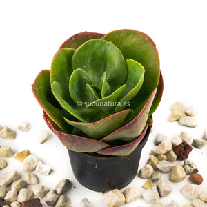 Echeveria Mandala - ø 10.5 cm - Sucunatura. Plantas crassulas como echeveria, kalanchoe, sedum, sempervivum, graptoveria y aeonium.