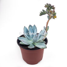 Cargar imagen en el visor de la galería, Echeveria Baek Ryun - ø 8.5 cm - Sucunatura. Plantas crassulas como echeveria, kalanchoe, sedum, sempervivum, graptoveria y aeonium.
