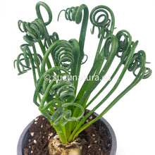 Load image into Gallery viewer, Albuca Spiralis - ø 8.5 cm - Sucunatura. Plantas crassulas como echeveria, kalanchoe, sedum, sempervivum, graptoveria y aeonium.
