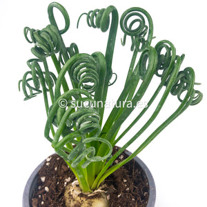 Albuca Spiralis - ø 8.5 cm - Sucunatura. Plantas crassulas como echeveria, kalanchoe, sedum, sempervivum, graptoveria y aeonium.