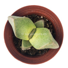 Load image into Gallery viewer, Pleiospilos Bolusii- ø 10.5 cm - Sucunatura. Plantas crassulas como echeveria, kalanchoe, sedum, sempervivum, graptoveria y aeonium.
