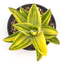 Load image into Gallery viewer, Aloe Mitriformis Variegata - ø 10.5 cm - Sucunatura. Plantas crassulas como echeveria, kalanchoe, sedum, sempervivum, graptoveria y aeonium.
