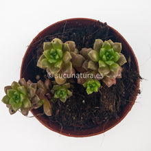 Cargar imagen en el visor de la galería, Cremnosedum “Little Gem” - ø 5.5 cm - Sucunatura. Plantas crassulas como echeveria, kalanchoe, sedum, sempervivum, graptoveria y aeonium.
