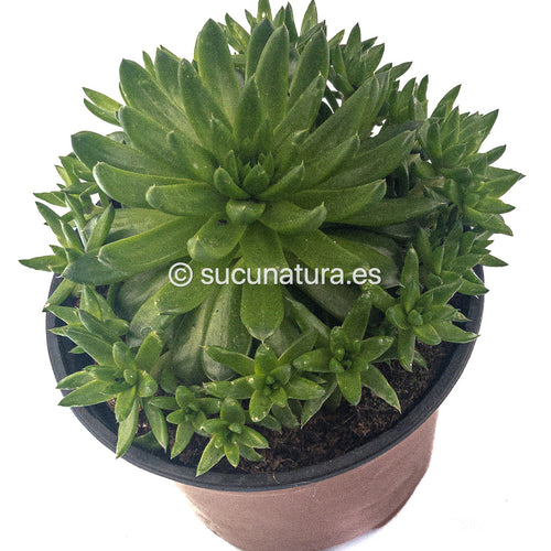 Orostachys spinosa - ø 10.5 cm - Sucunatura. Plantas crassulas como echeveria, kalanchoe, sedum, sempervivum, graptoveria y aeonium.