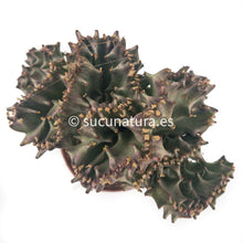 Load image into Gallery viewer, Euphorbia lactea cristata injerto pink (cactus catedral, también llamada African milk)- ø 8.5 cm - Sucunatura. Plantas crassulas como echeveria, kalanchoe, sedum, sempervivum, graptoveria y aeonium.
