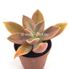 Load image into Gallery viewer, Graptoveria fred ives - ø 5.5 cm - Sucunatura. Plantas crassulas como echeveria, kalanchoe, sedum, sempervivum, graptoveria y aeonium.
