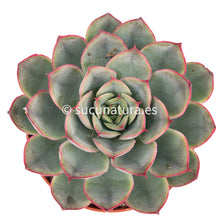 Load image into Gallery viewer, Echeveria Hércules - ø 8.5 cm - Sucunatura. Plantas crassulas como echeveria, kalanchoe, sedum, sempervivum, graptoveria y aeonium.
