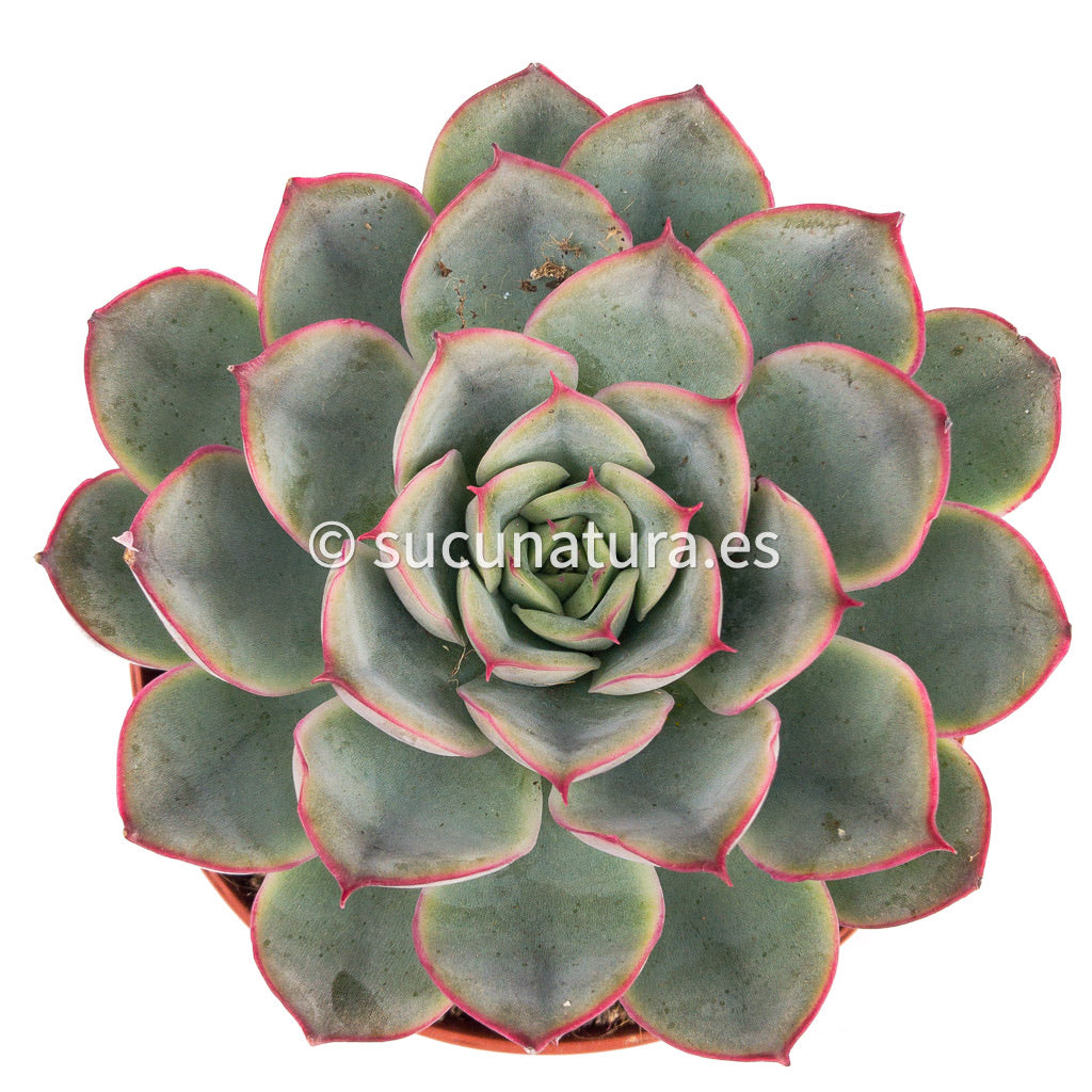 Echeveria Hércules - ø 8.5 cm - Sucunatura. Plantas crassulas como echeveria, kalanchoe, sedum, sempervivum, graptoveria y aeonium.