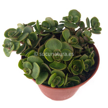 Load image into Gallery viewer, Sedum spurium J. Creech- ø 10.5 cm - Sucunatura. Plantas crassulas como echeveria, kalanchoe, sedum, sempervivum, graptoveria y aeonium.
