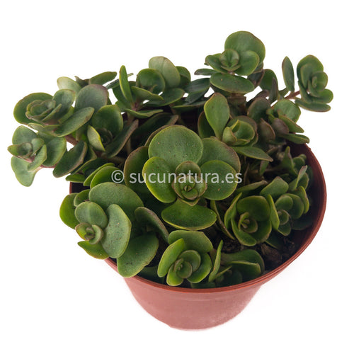 Sedum spurium J. Creech- ø 10.5 cm - Sucunatura. Plantas crassulas como echeveria, kalanchoe, sedum, sempervivum, graptoveria y aeonium.