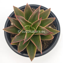 Cargar imagen en el visor de la galería, Echeveria Mexicana - ø 10.5 cm - Sucunatura. Plantas crassulas como echeveria, kalanchoe, sedum, sempervivum, graptoveria y aeonium.
