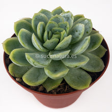 Load image into Gallery viewer, Echeveria Elegans - ø 10.5 cm - Sucunatura. Plantas crassulas como echeveria, kalanchoe, sedum, sempervivum, graptoveria y aeonium.
