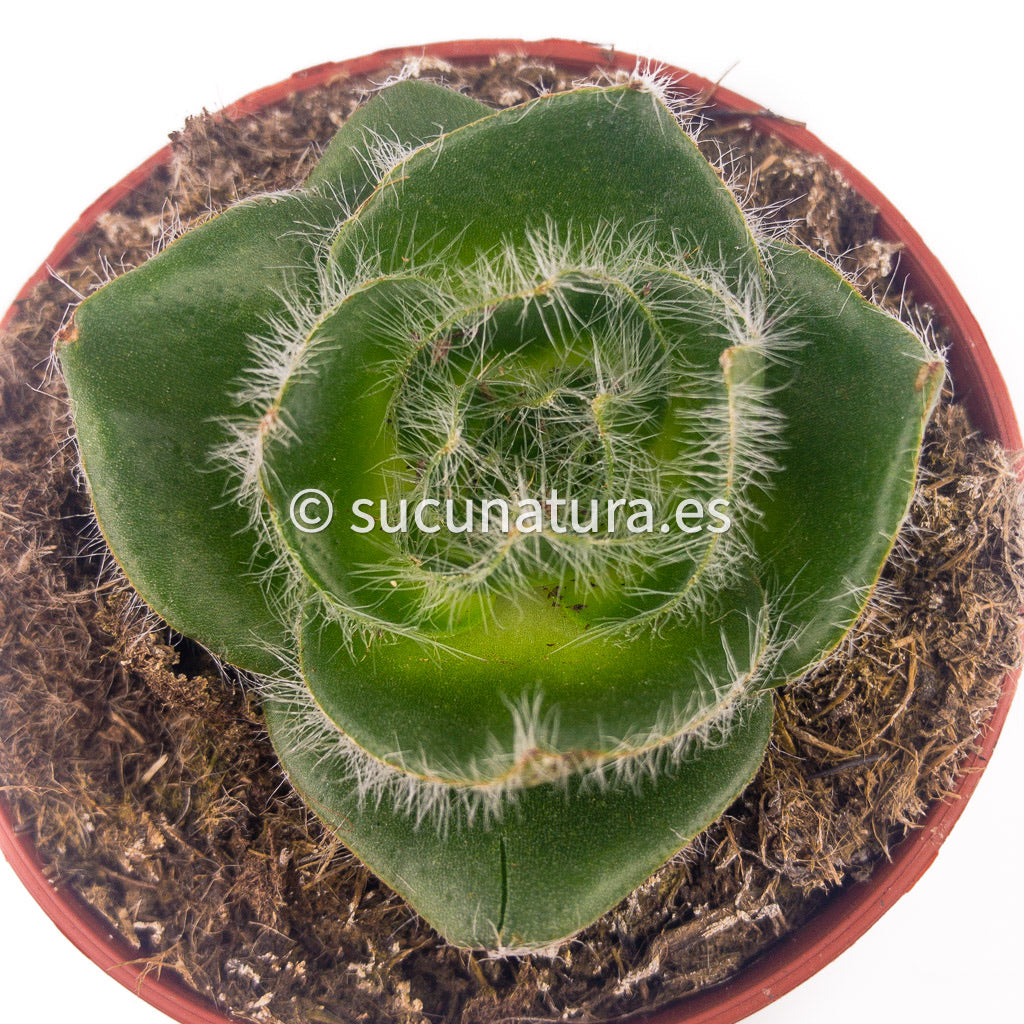 Crassula Barbata - ø 8.5 cm - Sucunatura. Plantas crassulas como echeveria, kalanchoe, sedum, sempervivum, graptoveria y aeonium.