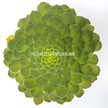 Cargar imagen en el visor de la galería, Aeonium Tabuliforme - ø 10.5 cm - Sucunatura. Plantas crassulas como echeveria, kalanchoe, sedum, sempervivum, graptoveria y aeonium.
