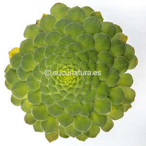 Aeonium Tabuliforme - ø 10.5 cm - Sucunatura. Plantas crassulas como echeveria, kalanchoe, sedum, sempervivum, graptoveria y aeonium.