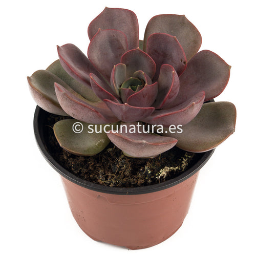 Echeveria Mina - ø 10.5 cm - Sucunatura. Plantas crassulas como echeveria, kalanchoe, sedum, sempervivum, graptoveria y aeonium.