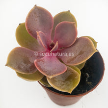 Cargar imagen en el visor de la galería, Echeveria Perle Von Nürnberg - ø 5.5 cm - Sucunatura. Plantas crassulas como echeveria, kalanchoe, sedum, sempervivum, graptoveria y aeonium.
