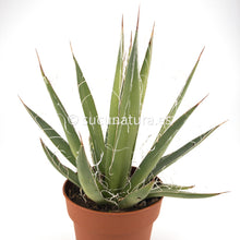 Load image into Gallery viewer, Agave Filifera - ø 8.5 cm - Sucunatura. Plantas crassulas como echeveria, kalanchoe, sedum, sempervivum, graptoveria y aeonium.
