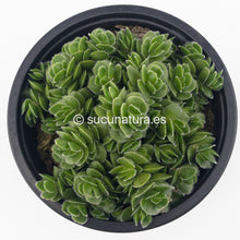 Load image into Gallery viewer, Crassula David - ø 10.5 cm - Sucunatura. Plantas crassulas como echeveria, kalanchoe, sedum, sempervivum, graptoveria y aeonium.
