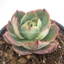 Load image into Gallery viewer, Echeveria Amistar - ø 10.5 cm - Sucunatura. Plantas crassulas como echeveria, kalanchoe, sedum, sempervivum, graptoveria y aeonium.
