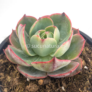 Echeveria Amistar - ø 10.5 cm - Sucunatura. Plantas crassulas como echeveria, kalanchoe, sedum, sempervivum, graptoveria y aeonium.