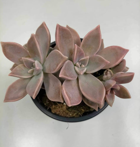 Graptopetalum Paraguayense - ø 10.5 cm - Sucunatura. Plantas crassulas como echeveria, kalanchoe, sedum, sempervivum, graptoveria y aeonium.