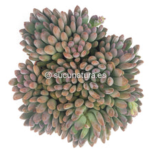 Cargar imagen en el visor de la galería, Crassula Canna - ø 14 cm - Sucunatura. Plantas crassulas como echeveria, kalanchoe, sedum, sempervivum, graptoveria y aeonium.
