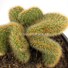 Cargar imagen en el visor de la galería, Mammillaria elongata cristata (Cactus Cerebro) - ø 13 cm - Sucunatura. Plantas crassulas como echeveria, kalanchoe, sedum, sempervivum, graptoveria y aeonium.
