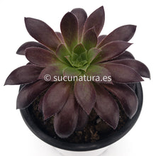 Cargar imagen en el visor de la galería, Aeonium Black Magic - ø 12 cm - Sucunatura. Plantas crassulas como echeveria, kalanchoe, sedum, sempervivum, graptoveria y aeonium.
