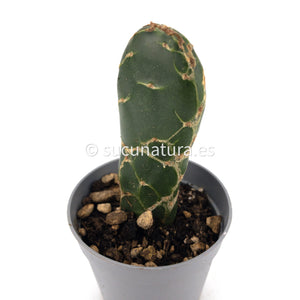 Opuntia Reticulata Cobra (Cactus Cobra) - ø 7.5 cm - Sucunatura. Plantas crassulas como echeveria, kalanchoe, sedum, sempervivum, graptoveria y aeonium.