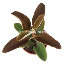 Cargar imagen en el visor de la galería, Kalanchoe Orgyalis (cuchara de cobre) - ø 12 cm - Sucunatura. Plantas crassulas como echeveria, kalanchoe, sedum, sempervivum, graptoveria y aeonium.
