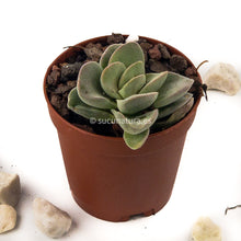 Cargar imagen en el visor de la galería, Crassula coralita- ø 5.5 cm - Sucunatura. Plantas crassulas como echeveria, kalanchoe, sedum, sempervivum, graptoveria y aeonium.
