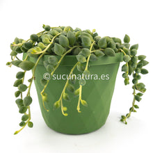 Load image into Gallery viewer, Senecio Rowleyanus - ø 17 cm - Sucunatura. Plantas crassulas como echeveria, kalanchoe, sedum, sempervivum, graptoveria y aeonium.
