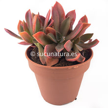 Load image into Gallery viewer, Graptoveria Fred Ives Cristata - ø 5.5 cm - Sucunatura. Plantas crassulas como echeveria, kalanchoe, sedum, sempervivum, graptoveria y aeonium.
